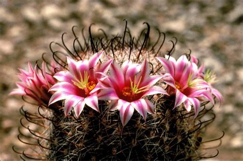 Top 5 Most Beautiful Cactus Flowers -PlantSnap.com