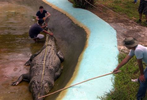 World of Mystery: Lolong, The Monster Crocodile Of The Philippines