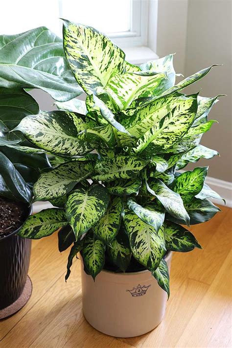 Easiest Low Light Indoor Plants : Low Light Indoor Plants That Are Easy ...