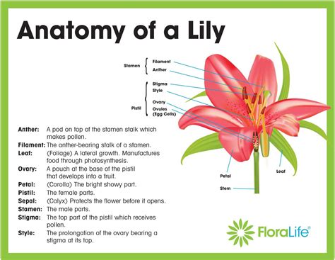 Image result for parts of a lily labeled | Lily, Parts of a flower ...