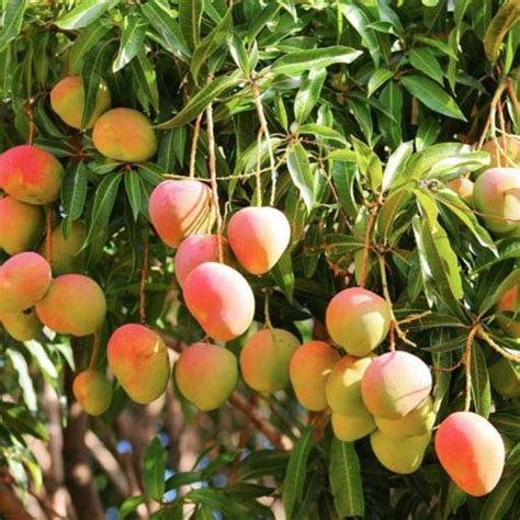 Mango Suvarnarekha(Grafted) - Fruit Plants & Tree – Exotic Flora