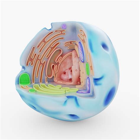 3D model Human Cell Visualization | CGTrader