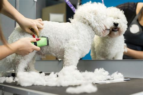 Bichon Frise Pros & Cons: What To Consider Before Bringing One Home ...