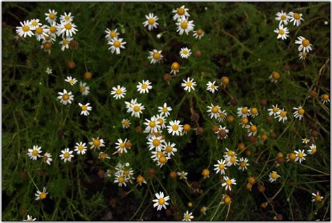 28 Thriving Plants for Clay Soil and Full Sun (Pictures) – Food Forest ...