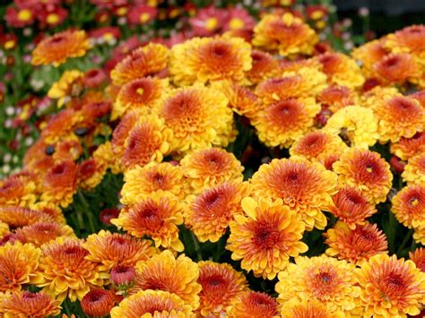 Shop now for colorful fall-blooming mums | Mississippi State University ...