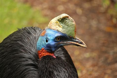 IUCN Green List Papua New Guinea - IUCN Green List