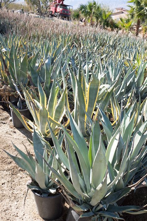 Agave Americana — GDNC Nursery