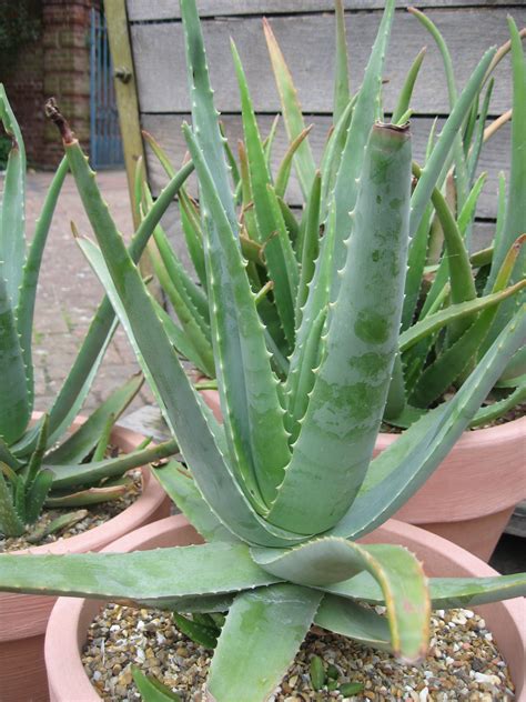 Aloe vera | Plant-Lore