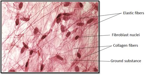 Areolar connective tissues join(a)Bone with bone(b)fat body with ...