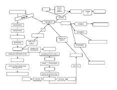 Gene Expression Concept Map.pdf - deliver amino acids to consist of ...