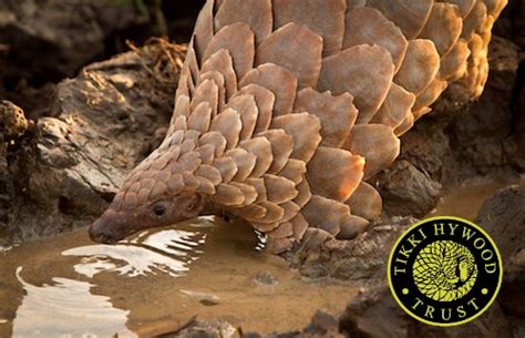 All 8 Pangolin Species Threatened with Extinction; 2 Species Now ...