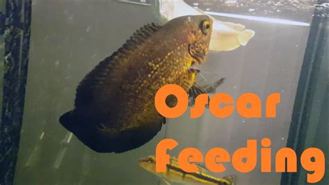 Oscar Fish Feeding Crickets - Live Feeding - YouTube