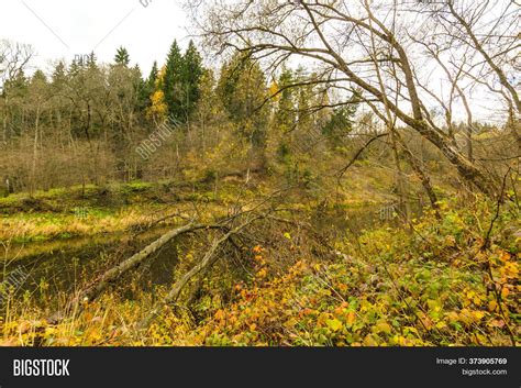 River Autumn Forest. Image & Photo (Free Trial) | Bigstock