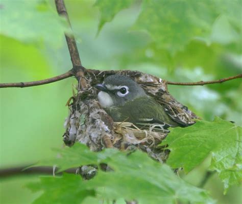 Blue-headed Vireo on its Nest | VandeGraaff | Blipfoto