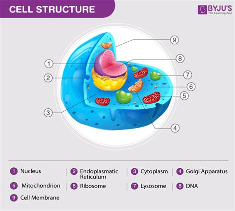 Animal Cell - Structure, Function, Diagram and Types