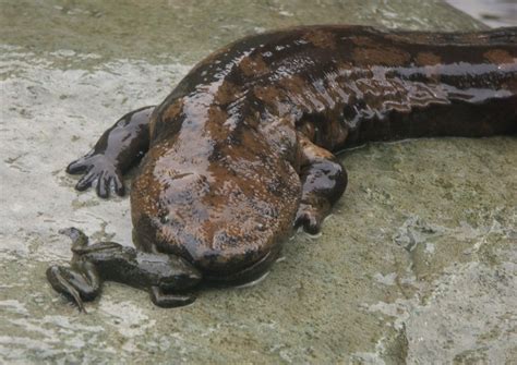 Chinese giant salamander | Giant salamander, Chinese giant salamander ...