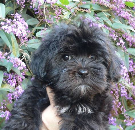 Adorable black Havanese puppy! Looks just like our dog Teddy when he ...