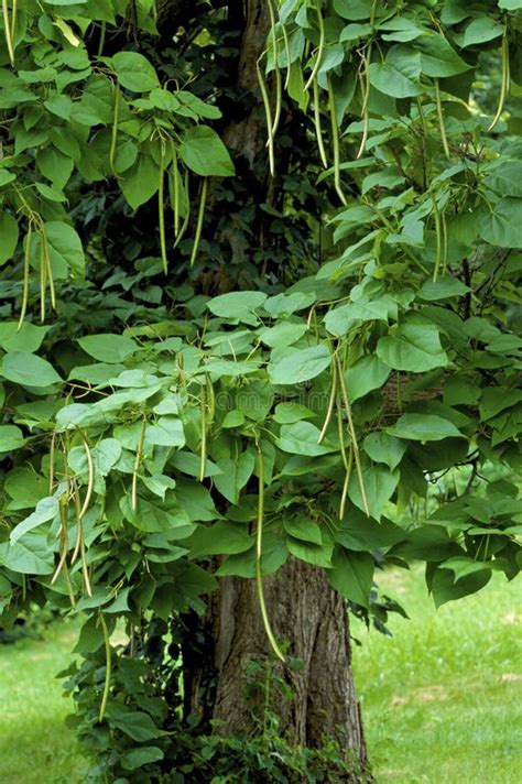 Northern Catalpa Bean Pods 806409 Stock Image - Image of catalpa, tree ...