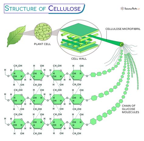 Cellulose - Definition, Formula, Structure, Functions, and Diagram