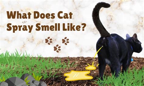 What Does Cat Spray Smell Like? Does It Smell Like Poop?