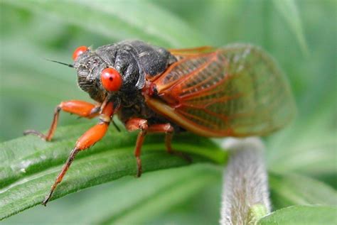 2021 cicadas: 13 facts about the Brood X cicada invasion, maps, when ...