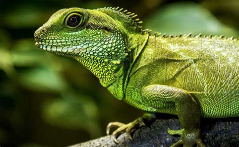 Buy a Chinese Water Dragon - Can It Be Your Perfect Exotic Pet?