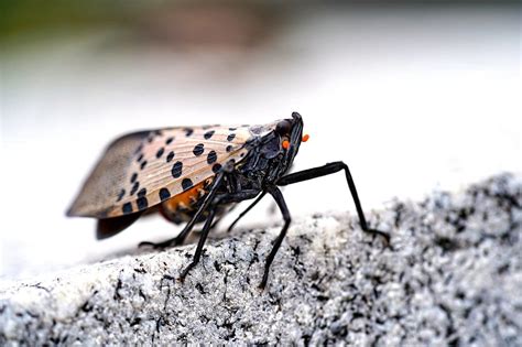 A Growing Threat: How Do Spotted Lanternflies Damage Trees?