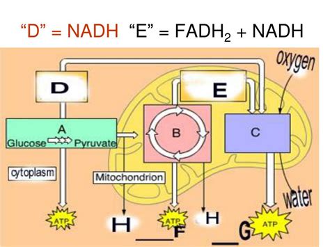 PPT - Cellular Respiration PowerPoint Presentation, free download - ID ...