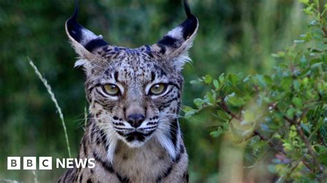 Iberian lynx returns to Spain from verge of extinction - BBC News