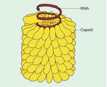 Tobacco Mosaic Virus (TMV) and its Structure - Botany