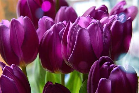 Hoa tulip tím | 1 loại hoa mang vẻ đẹp kiêu sa, huyền bí của một nữ hoàng