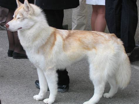 File:Siberian Husky red Flickr.jpg - Wikipedia