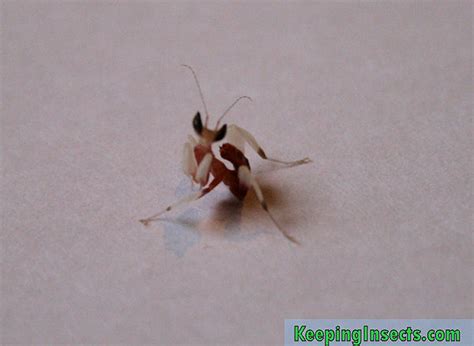 Orchid Mantis – Keeping Insects