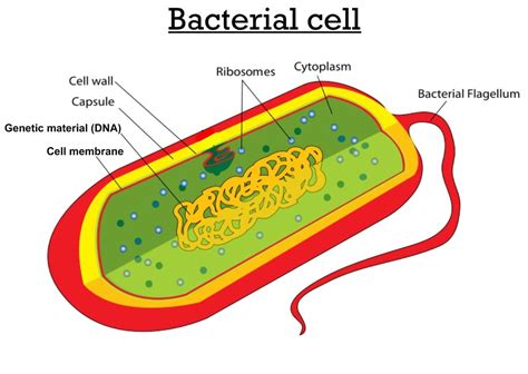 Natural Science 1 & 2, Biology-Geology 3: BACTERIAL CELL