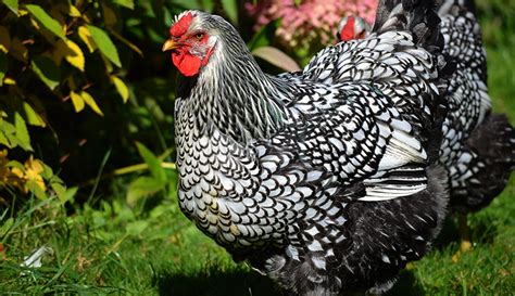 Poultry Profile: Get to Know the Wyandotte Chicken Breed – Hobby Farms