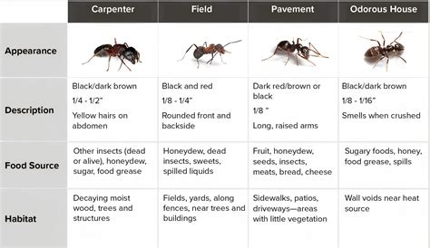 Free Printable Ant Identification Charts [PDF] With Pictures