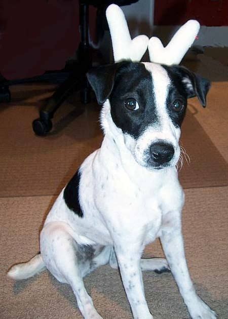 Jack Russell Rat Terrier Mix Puppies - Janeforyou