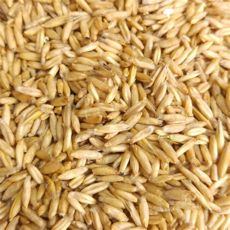 Organic Whole Raw Oat Grain Seeds for Sprouting and Juicing Sweet Oat ...