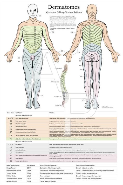 Dermatomes, Myotomes DTR Nerve Chiropractic Poster Wall Chart 24" X 36"