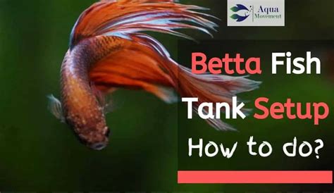 How To Setup A Betta Tank? - All Answers Here | Aqua Movement