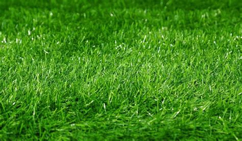 Green football field grass background. ... | Stock image | Colourbox