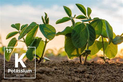 Nutrient profile: Potassium pt.1- The Role of Potassium in Crop Production