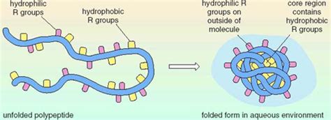 Nutrition: Proteins: View as single page