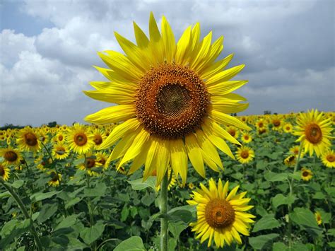 Sunflower Karnataka Flower - Free photo on Pixabay - Pixabay