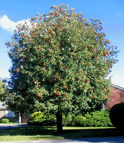 Mountain Ash Tree, Pictures of Sorbus aucuparia