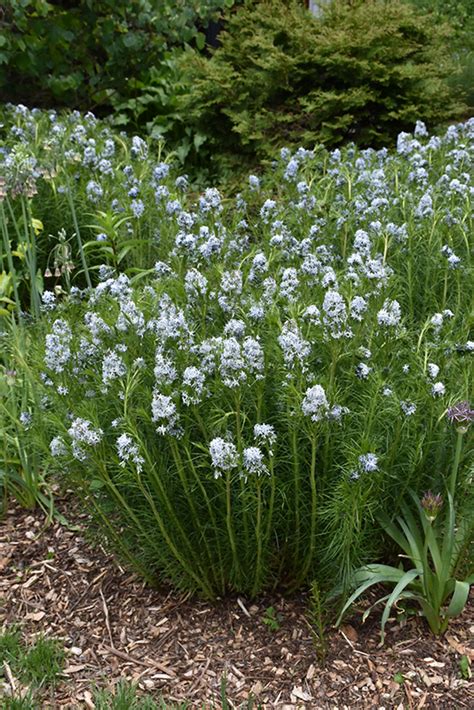 Narrow-Leaf Blue Star (Amsonia hubrichtii) in Inver Grove Heights ...