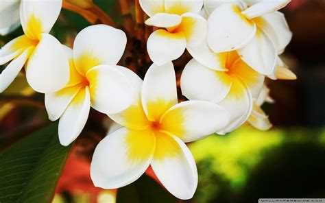 Tropical Flowers wallpaper | 1920x1200 | #4956