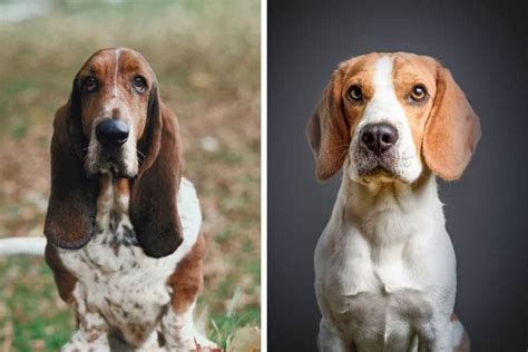 Basset Hound vs Beagle: Pros & Cons of Both Breeds - My Dog's Name