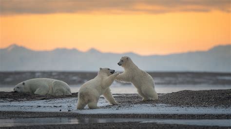 Bing HD Wallpaper Feb 27, 2024: International Polar Bear Day - Bing ...