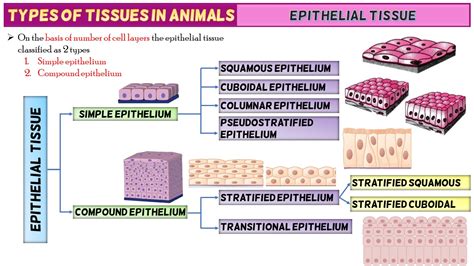 Epithelial Tissue Structure, Types and Function (With Diagram) | Free ...